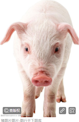 猪粪有机肥生产线